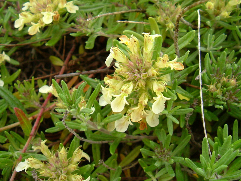 Teucrium montanum / Camedrio montano